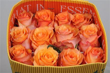 <h4>Rosa gr Twilight@</h4>