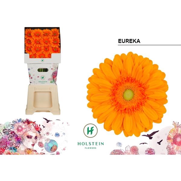 <h4>Ge Gr Eureka Diamond Holstein</h4>