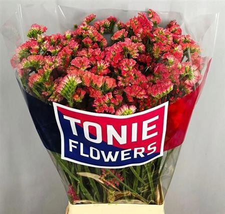 <h4>Lim S Royal Orange</h4>