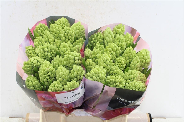 <h4>Hyac Top White</h4>