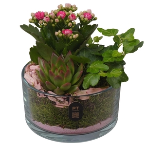 2603 ROZE GLAASJE ROND