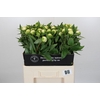 Paeonia Duchesse De Nemours