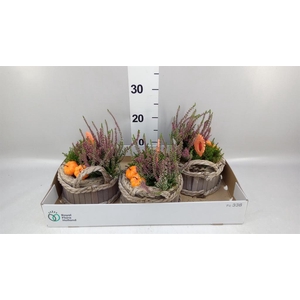 Arr.   Tuinplanten L%