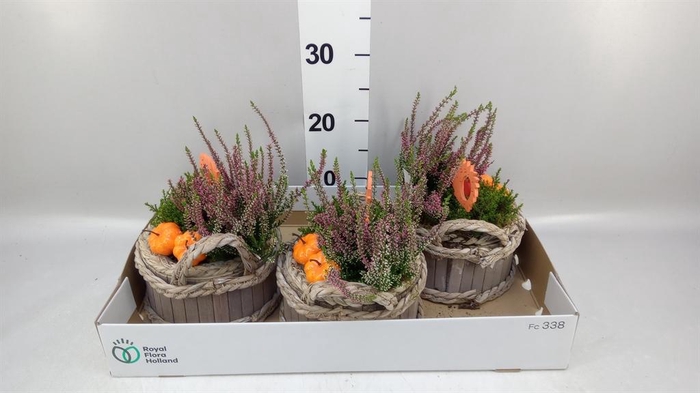 <h4>Arr.   Tuinplanten L%</h4>