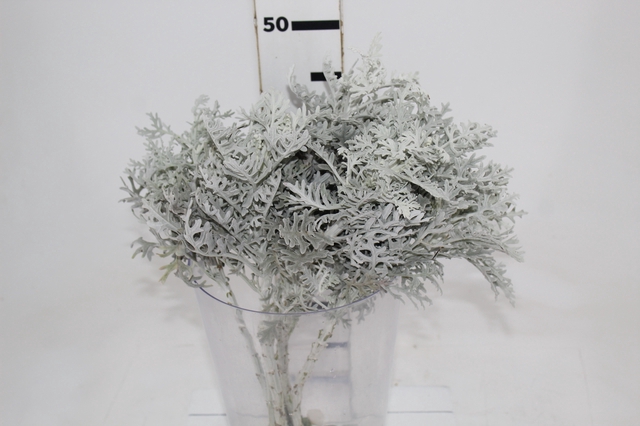 CINERARIA MARITIMA CORTE