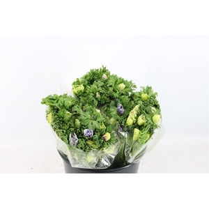 Anem Marianne Pastel