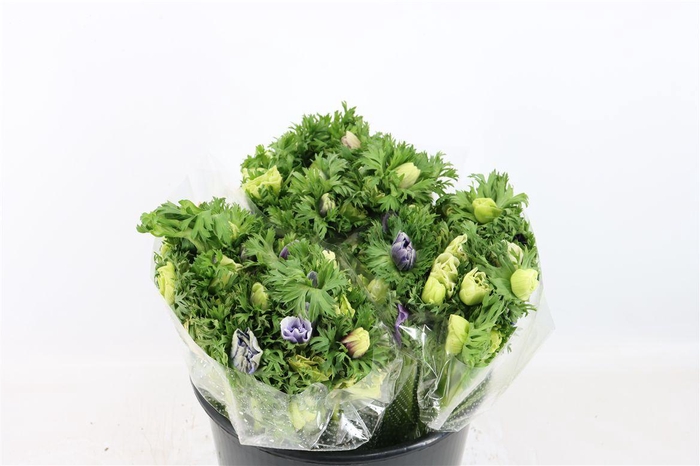 Anem Marianne Pastel