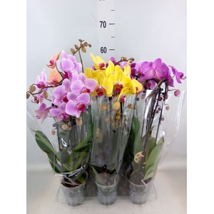 Phalaenopsis  'Elegant Cascade'