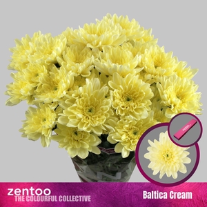 CHRYSANTHEMUM TR 'BALTICA CREAM'