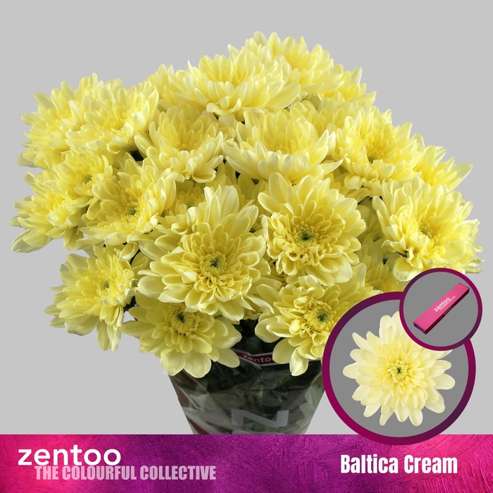 <h4>CHRYSANTHEMUM TR 'BALTICA CREAM'</h4>