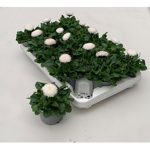 Bellis Roggli grootbloemig WIT