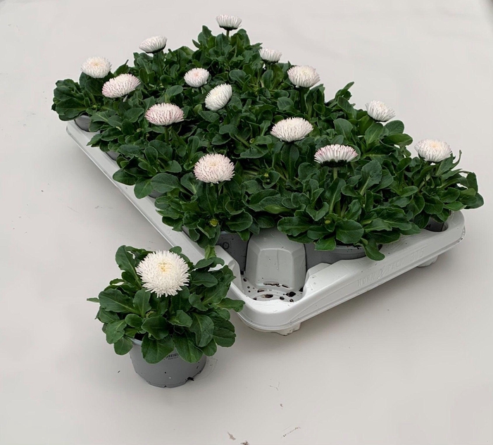 <h4>Bellis Roggli grootbloemig WIT</h4>