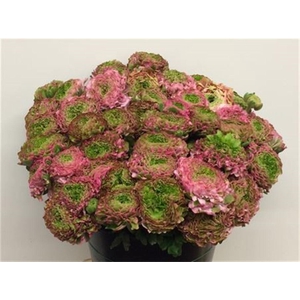 Ran Ponpon Aurora Prima