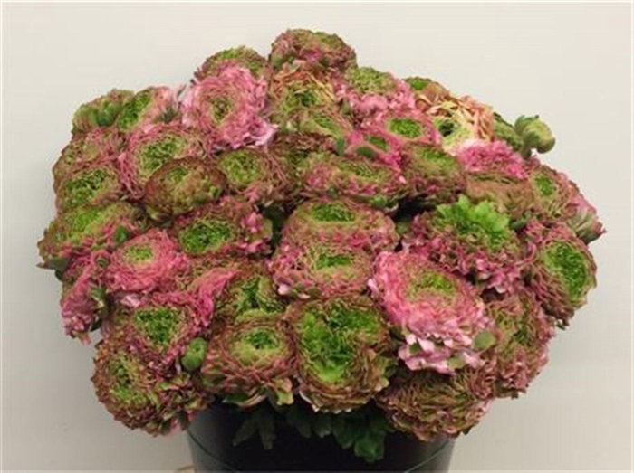 <h4>Ran Ponpon Aurora Prima</h4>