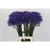 Agapanthus 'Buddy Blue'