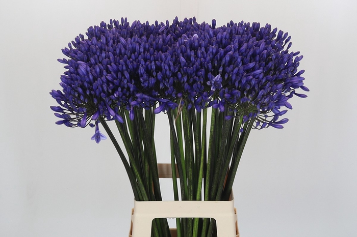 <h4>Agapanthus 'Buddy Blue'</h4>