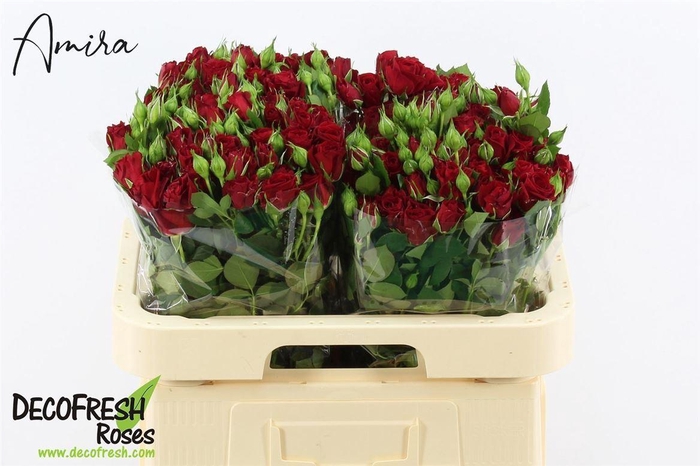 <h4>R Tr Pushkin</h4>