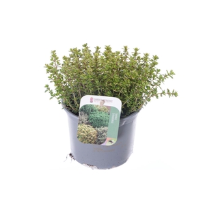 Thymus citr. Lemon Variegata