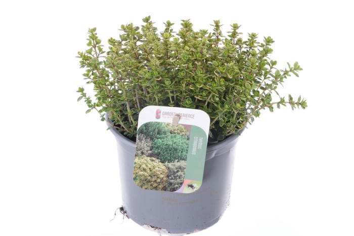 <h4>Thymus citr. Lemon Variegata</h4>