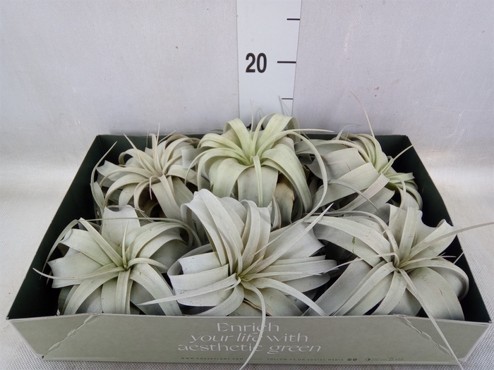 <h4>Tillandsia xerographica</h4>