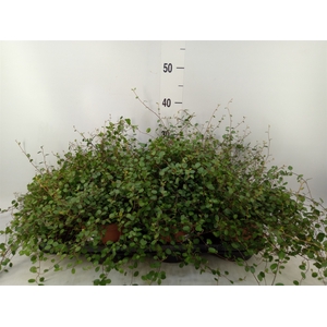 Muehlenbeckia com. 'Mao'ri'