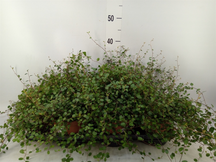 <h4>Muehlenbeckia com. 'Mao'ri'</h4>