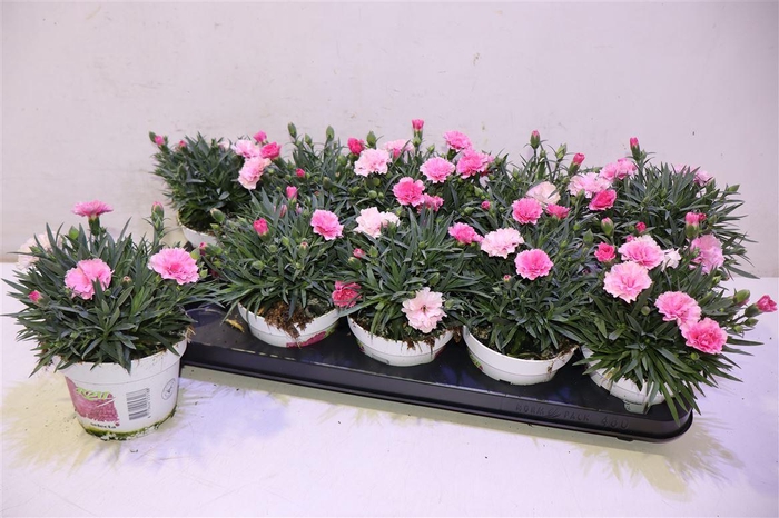 <h4>Dian I Love U</h4>