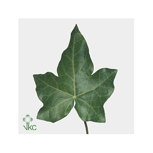 Hedera Rank Green P Stem