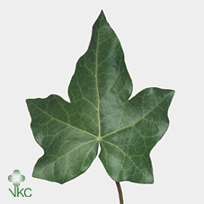 Hedera Rank Green P Stem
