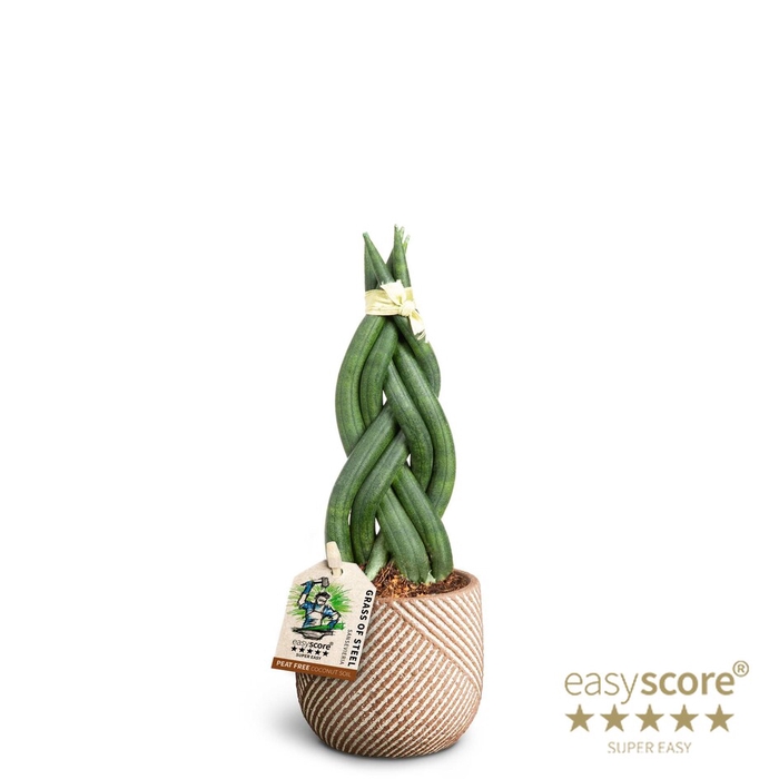 SANSEVIERIA CYLINDRICA