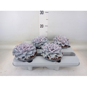 Echeveria   ...