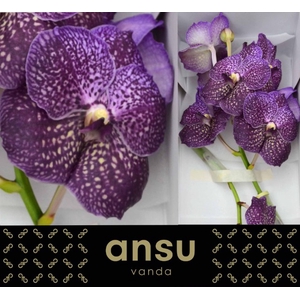 Vanda Violetta Dark