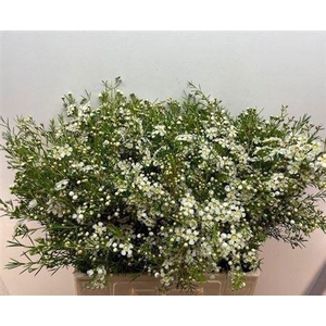 WAXFL MAJESTIC WHITE 40 GR.