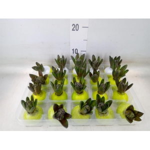 Hyacinthus orie.   ...waxed L%