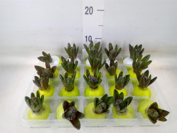 <h4>Hyacinthus orie.   ...waxed L%</h4>