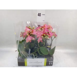 Phalaenopsis multi.   ...orange