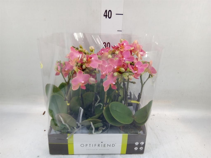 <h4>Phalaenopsis multi.   ...orange</h4>