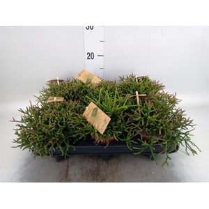 Rhipsalis burchellii