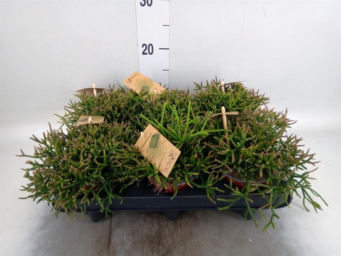 <h4>Rhipsalis burchellii</h4>
