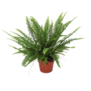 Nephrolepis Green Lady GEEN hoes