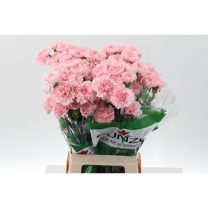 Dianthus St Doncel