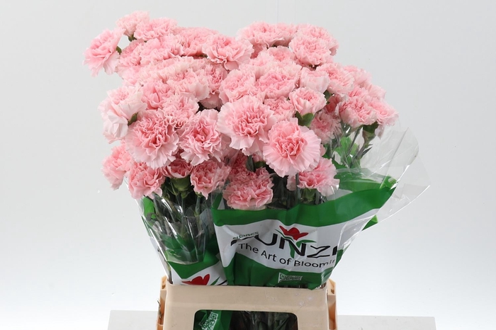 <h4>Dianthus St Doncel</h4>