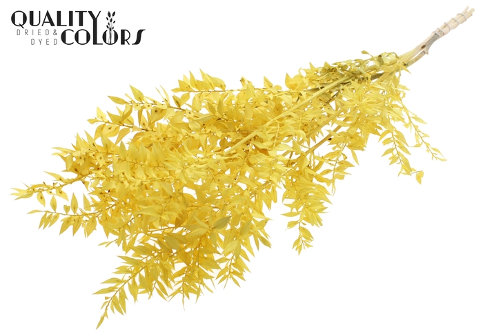 <h4>Ruscus 70cm 5 pc/bunch Intense Yellow (2x5 bunch/poly)</h4>