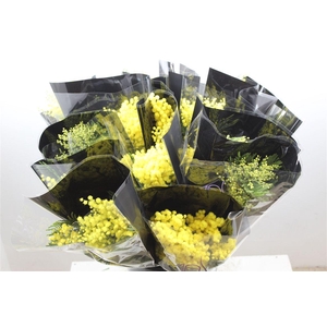 Mimosa Mirandol 150 Gr