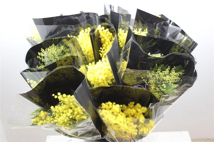 <h4>Mimosa Mirandol 150 Gr</h4>