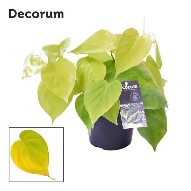 Scindapsus Lime 12Ø 20cm