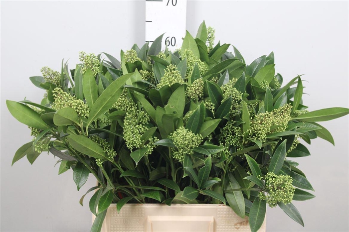 <h4>Skim C Kew Green Bs</h4>