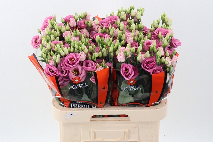 <h4>Eus G Rosi Rose Pink</h4>