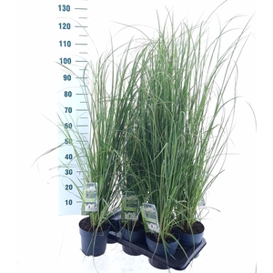 Cortaderia selloana