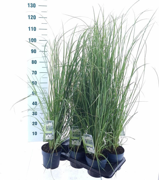 <h4>Cortaderia selloana</h4>